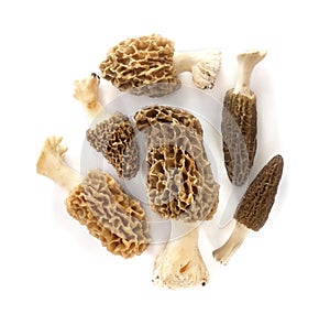 Group of morel mushrooms