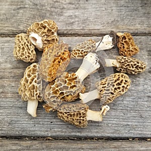 Group of Morel Mushrooms laying on a wooden table.