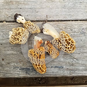 Group of Morel Mushrooms laying on a wooden table.