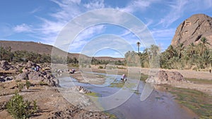 Group of Moroccan woman washing Cloth in the River Flowing in Oasis De Fint near Ourzazate in Morocco, North Africa.