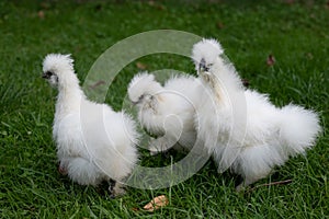 A group of moroseta white chicks raiding in a garden