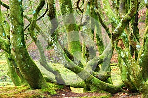 A group of mossy tree trunks covered in algae growing in a forest in summer. Various green bare stumps near a field in a