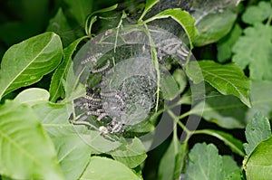 Group of moth caterpillars in their nest on a green leaves of a bush.