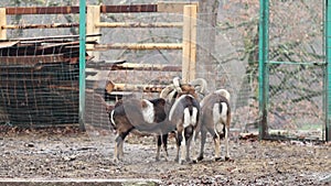 Group of Mouflons