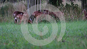 Group of mouflons. The mouflon Ovis orientalis orientalis group is a subspecies group of the wild sheep