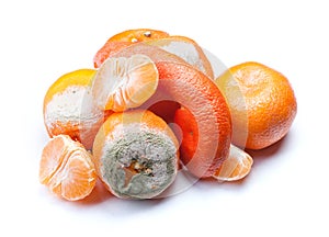 Group of mouldy rotten mandarins