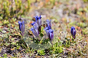 A group of Mountain Bog Gentian flowers with a honeybee pollenizing them in Mt. Rainier National Park