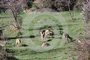 A group of Mountain gazelle
