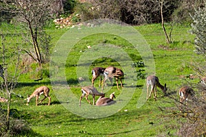 A group of Mountain gazelle in a park