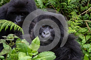 A group of mountain gorillas in the Volcanoes National Park, Rwanda photo