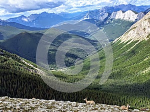 A group of mountains goats grazing and enjoying the view of the Canadian Rockies along the Sulphur Skyline Trail