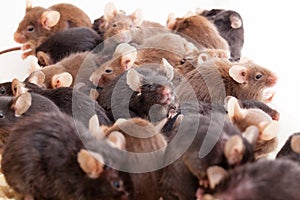 Group of Mouses