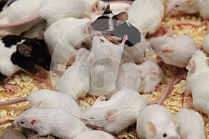 Group of mouses