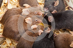 Group of Mouses