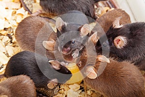 Group of Mouses