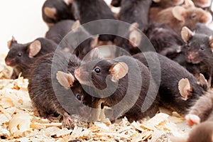 Group of Mouses