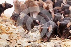 Group of Mouses
