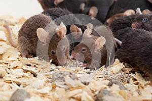 Group of Mouses