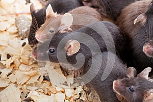 Group of Mouses