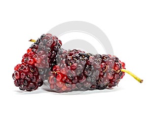Group of mulberries isolated on white background. Mulberry this a fruit and can be eaten