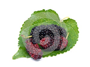 Group of mulberries with a leaves isolated on white background. Mulberry this a fruit and can be eaten