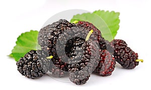 Group of mulberry with leafs