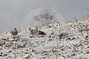 Mule deer on the mountainside in winter