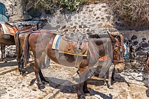 Group of mules with saddles standing by a stone wall. Santorini, Cyclades, Greece