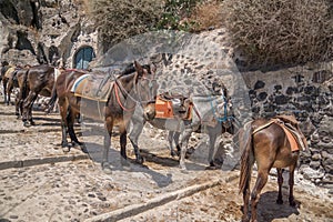 Group of mules with saddles standing by a stone wall. Santorini, Cyclades, Greece