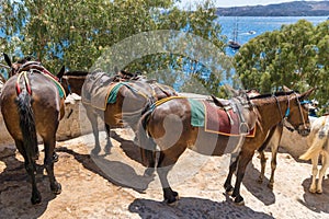 Group of mules surrounded by lush green trees. Santorini, Cyclades, Greece