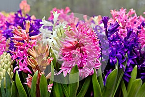 Group multicolored hyacinths.