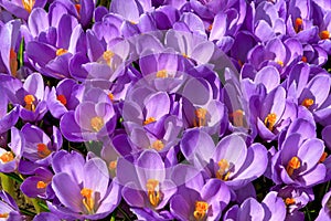 Group multicolored hyacinths.