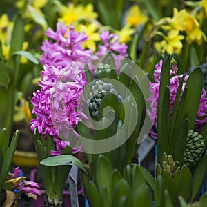 Group multicolored hyacinths.
