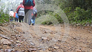 Group of multiracial hikers walking along the forest path. Tourists with backpacks hiking on footpath through the woods