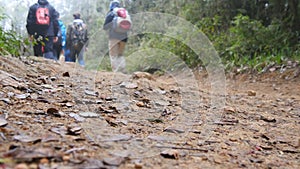 Group of multiracial hikers walking along the forest path. Tourists with backpacks hiking on footpath through the woods