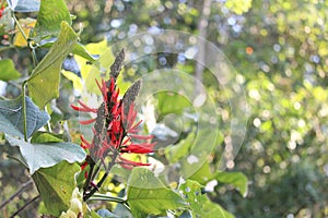 A group of Mulungu flowers details background,Erythrina Mulungu, Brazilian species, Cerrado and Atlantic Forest species photo