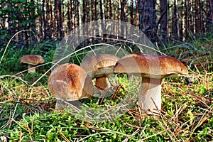 Group mushroom boletus