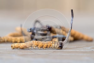 Group of mushroom cordyceps or Ophiocordyceps sinensis this is a herbs on wooden table. Medicinal properties in the treatment of d photo