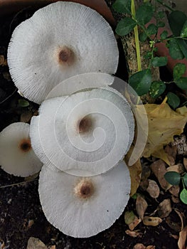 group of mushroom on plant pot