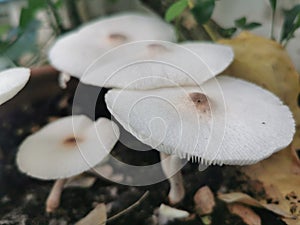 group of mushroom on plant pot