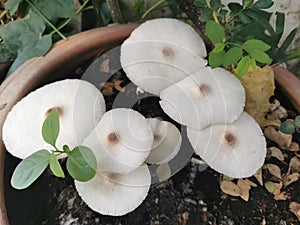 group of mushroom on plant pot