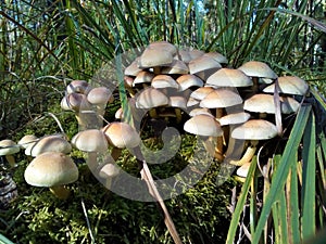 Group of mushrooms