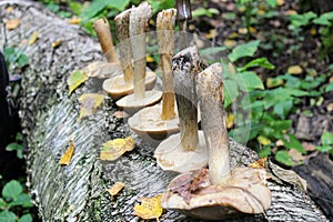 The group of mushrooms birch bolete is laid out in one row on the trunk of a fallen birch