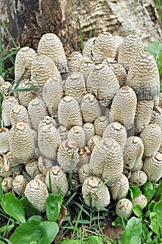 Group of mushrooms coprinus strossmayeri