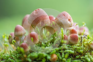 A group of mushrooms in a fairytail setting photo