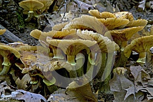 A Group of Mushrooms on the Forest Floor