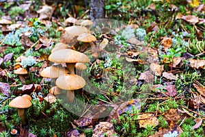 Group of mushrooms in the forest Suillus bovinus