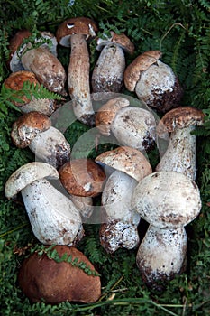 Group of mushrooms