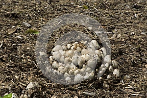 Small mushroom colony