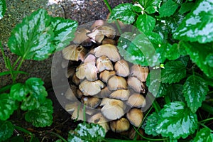 Group of mushrooms growing in the garden among green plants. Toadstool fungi mycelium spawn. Natural background texture